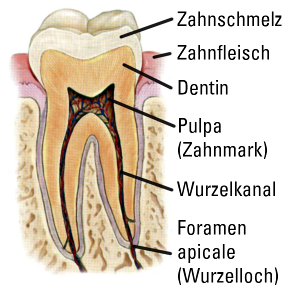 gesunder Zahn